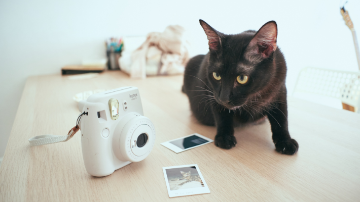 huisdier herdenken - rememberme belgium - rememberme pets